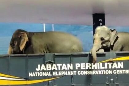 Footage of two elephants casually arriving at a petrol station has gone viral, leaving viewers stunned by the unexpected guests. The animals were reportedly being transported from floods.