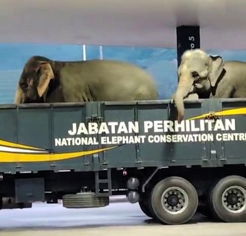 Footage of two elephants casually arriving at a petrol station has gone viral, leaving viewers stunned by the unexpected guests. The animals were reportedly being transported from floods.