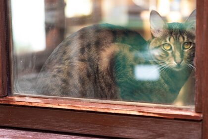 A 17-year-old cat, missing for two years, has been reunited with its overjoyed owner after being found under a neighbor's deck. A heartwarming reminder to never give up!