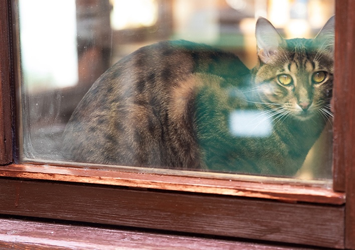 A 17-year-old cat, missing for two years, has been reunited with its overjoyed owner after being found under a neighbor's deck. A heartwarming reminder to never give up!