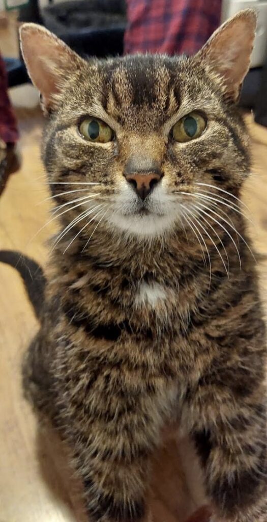 A 17-year-old cat, missing for two years, has been reunited with its overjoyed owner after being found under a neighbor's deck. A heartwarming reminder to never give up!