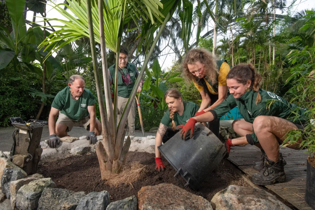 A rare and critically endangered Tahina spectabilis palm, capable of growing up to 18 meters tall, has been planted at the Eden Project, Cornwall, where it could one day be visible via satellite.