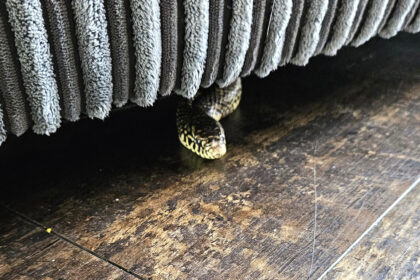 Family shocked to find a 3ft Florida Kingsnake hiding under their sofa in Lincolnshire, as rescuers work to track down the escaped pet's owner.