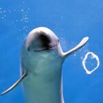 Finless porpoise Hibiki wows visitors by blowing perfect air rings at Japan's Aquarium Kaikyokan. The viral video has charmed 315,000 viewers with the playful underwater display!