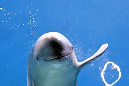 Finless porpoise Hibiki wows visitors by blowing perfect air rings at Japan's Aquarium Kaikyokan. The viral video has charmed 315,000 viewers with the playful underwater display!