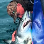 Fisherman kisses a 250lb porbeagle shark, a cousin of the Great White, during a record-breaking angling trip off the British coast, catching 17 sharks in two days.