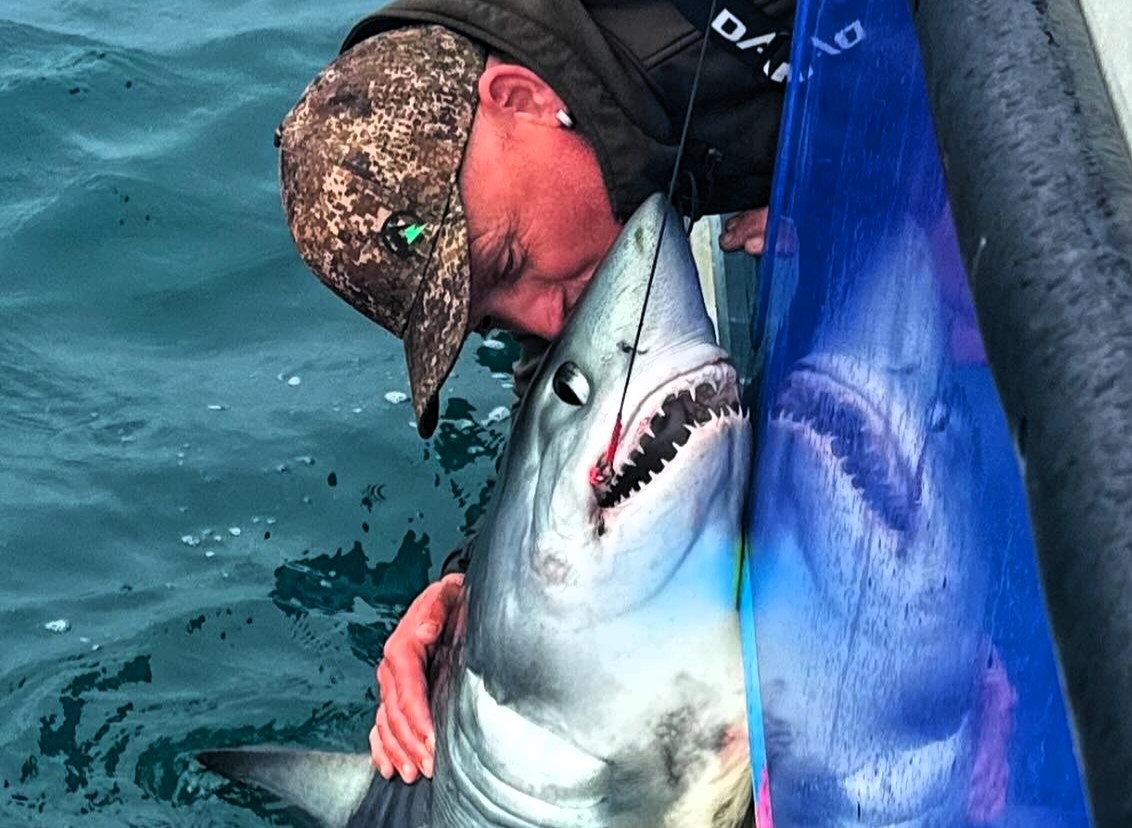 Fisherman kisses a 250lb porbeagle shark, a cousin of the Great White, during a record-breaking angling trip off the British coast, catching 17 sharks in two days.