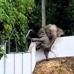 A mother elephant tries to lift her stranded calf over a wall in Malaysia, eventually walking through the entrance to rescue it, in a viral video with 2.1 million views.