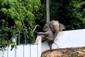 A mother elephant tries to lift her stranded calf over a wall in Malaysia, eventually walking through the entrance to rescue it, in a viral video with 2.1 million views.