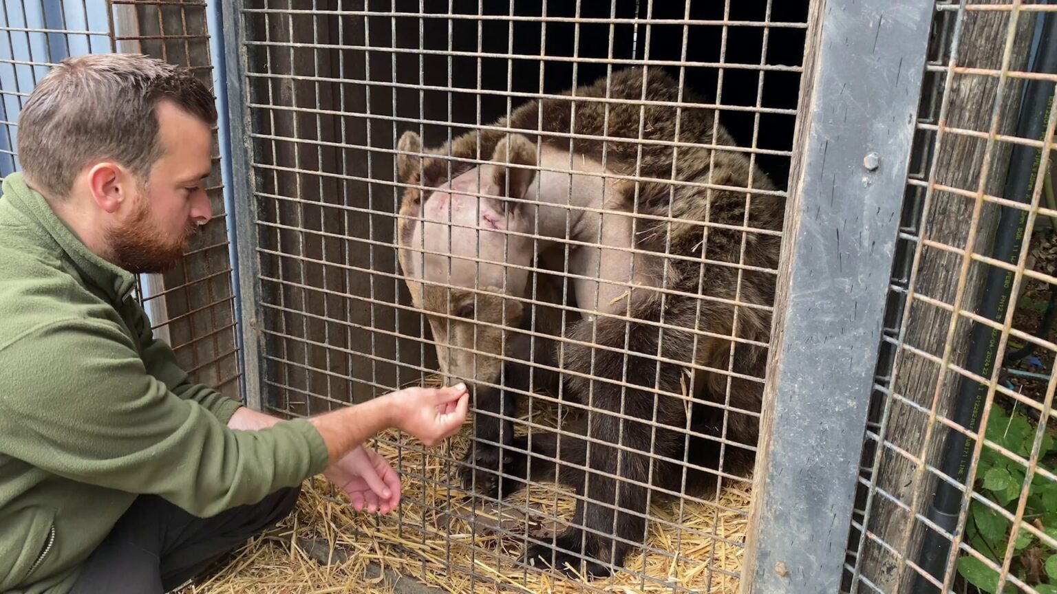 Boki, a two-year-old bear, recovers after becoming the first in the UK to undergo brain surgery. The pioneering op lasted 5.5 hours, and he's on the mend at Wildwood Trust.