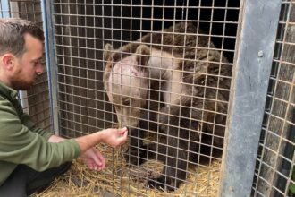 Boki, a two-year-old bear, recovers after becoming the first in the UK to undergo brain surgery. The pioneering op lasted 5.5 hours, and he's on the mend at Wildwood Trust.