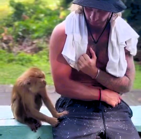 A cheeky monkey in Koh Samui hilariously mistook a man's trousers for a banana stash, creating a viral moment with 1.6M likes on Instagram. Laughter and comments ensued!