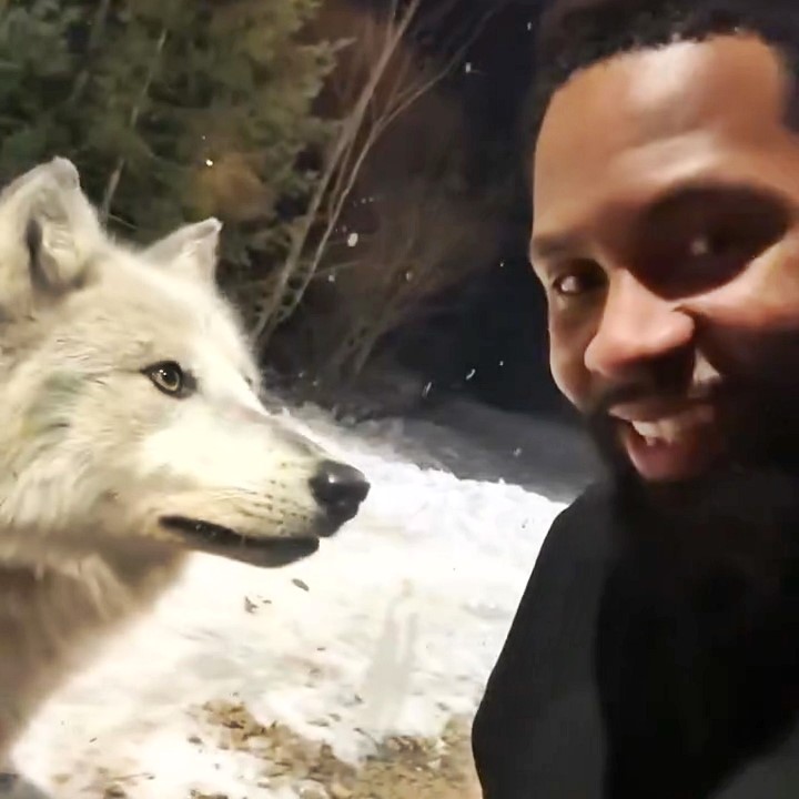 A couple's stay in a cabin turned terrifying when a pack of wolves surrounded them. Captured on film, the viral TikTok video has amassed 242 million views, shocking viewers.