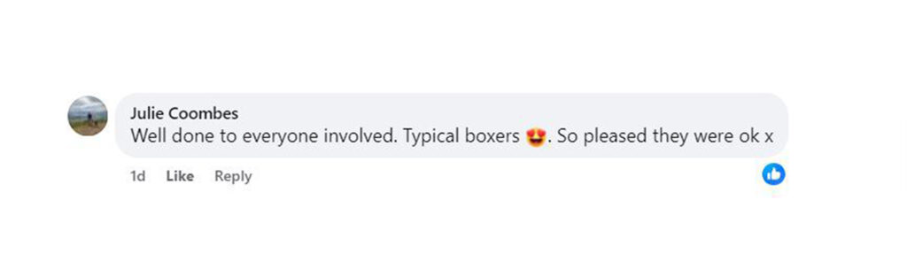 Social media comment on the post of Two hungry boxers start house fire trying to reach cupcakes. Firefighters rescue dogs, using pet oxygen masks to ensure safety. Smoke alarms and quick action save the day.