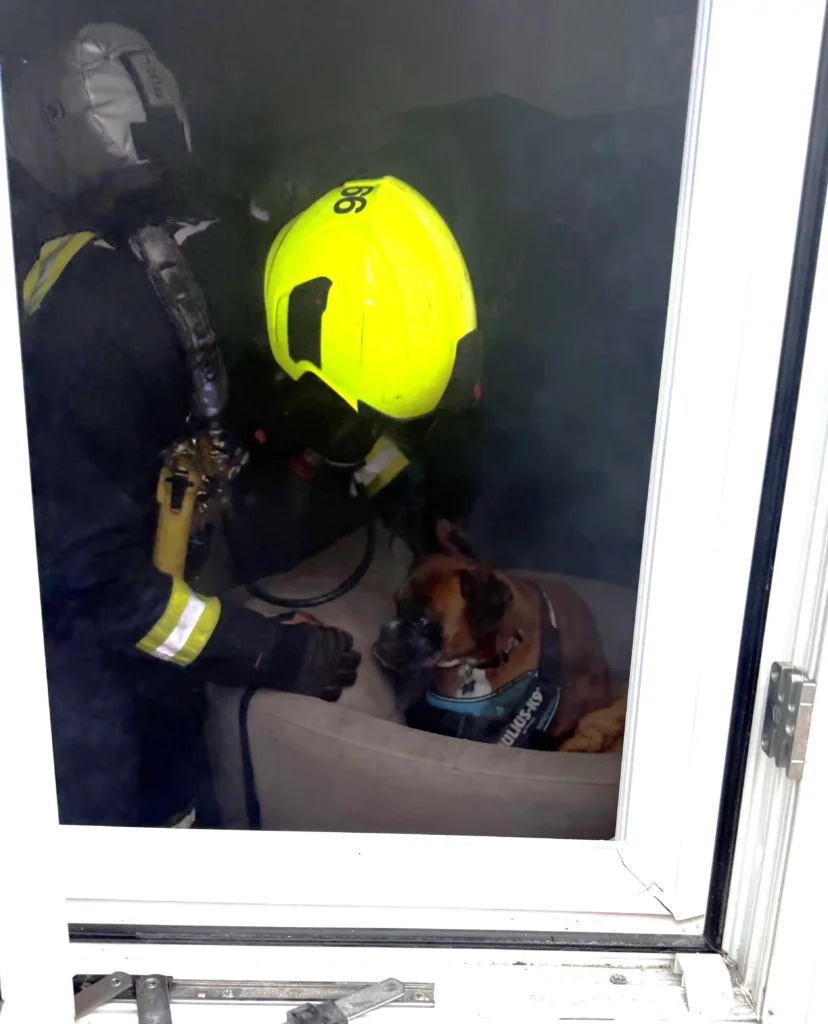 Two hungry boxers start house fire trying to reach cupcakes. Firefighters rescue dogs, using pet oxygen masks to ensure safety. Smoke alarms and quick action save the day.