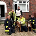 Two hungry boxers start house fire trying to reach cupcakes. Firefighters rescue dogs, using pet oxygen masks to ensure safety. Smoke alarms and quick action save the day.