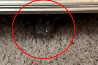 A woman goes viral for feeding the 'monster' under her bed, revealed to be her pet rhinoceros iguana, Kronk. The hilarious clip leaves viewers guessing and amused online!