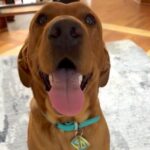 Labrador Hector goes viral as a real-life Scooby Doo lookalike with 18M views! His blue collar and love for Scooby Snacks complete the resemblance.