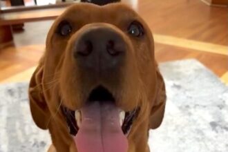 Labrador Hector goes viral as a real-life Scooby Doo lookalike with 18M views! His blue collar and love for Scooby Snacks complete the resemblance.