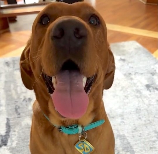 Labrador Hector goes viral as a real-life Scooby Doo lookalike with 18M views! His blue collar and love for Scooby Snacks complete the resemblance.