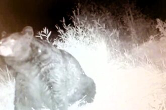 A 'chonky' black bear was caught on CCTV scouring for food before hibernation in Colorado. The hefty bear, spotted by Colorado Parks and Wildlife, has become a viral sensation online.