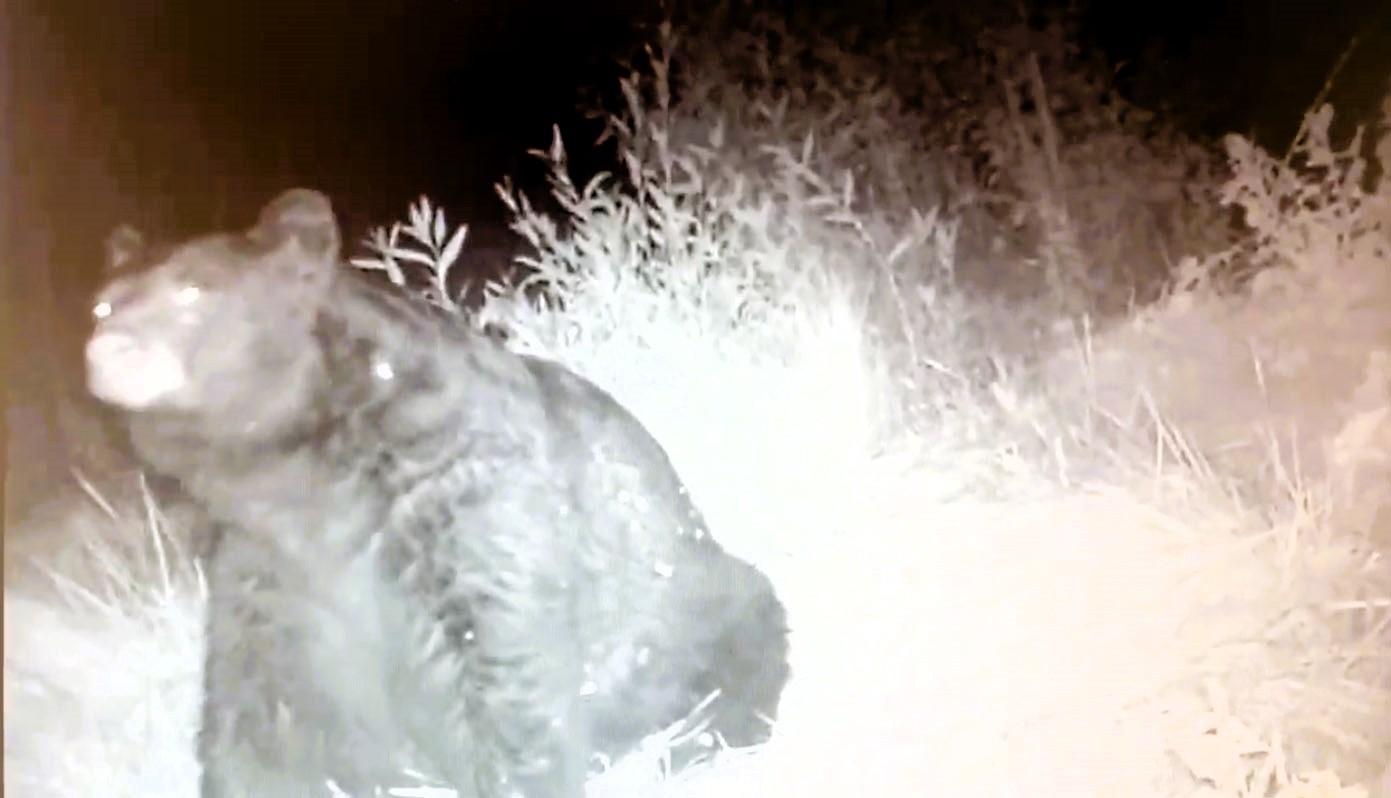 A 'chonky' black bear was caught on CCTV scouring for food before hibernation in Colorado. The hefty bear, spotted by Colorado Parks and Wildlife, has become a viral sensation online.