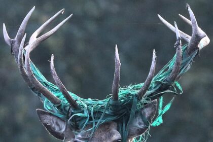 A majestic stag was spotted in Somerset with green wire entangled in its antlers during rutting season, but experts say it’s unaffected and in good health with over 20 hinds.