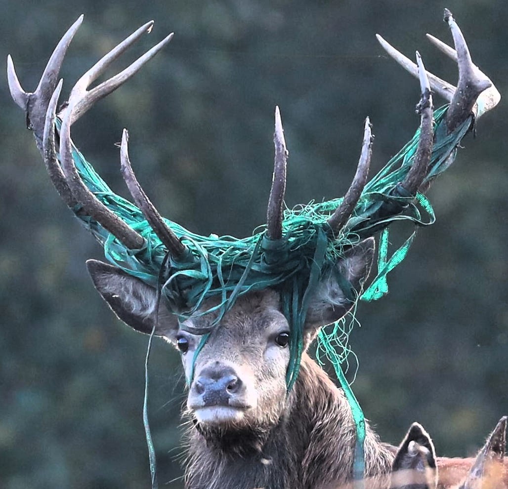 A majestic stag was spotted in Somerset with green wire entangled in its antlers during rutting season, but experts say it’s unaffected and in good health with over 20 hinds.