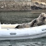 A massive 32-stone harbour seal was spotted lounging in a boat on the River Dart, Dartmouth, surprising locals with its size and choice of napping spot.