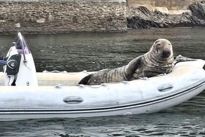 A massive 32-stone harbour seal was spotted lounging in a boat on the River Dart, Dartmouth, surprising locals with its size and choice of napping spot.