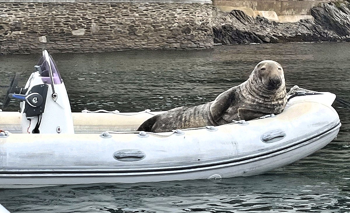 A massive 32-stone harbour seal was spotted lounging in a boat on the River Dart, Dartmouth, surprising locals with its size and choice of napping spot.