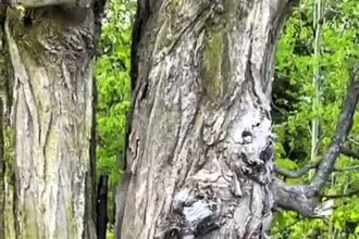 A mind-bending optical illusion of a "spooky tree" has left TikTok users baffled, with over 2.1 million views. What seemed like an eerie figure turned out to be oddly-shaped branches.