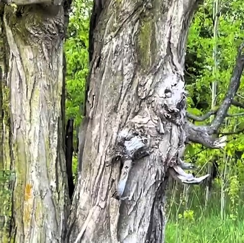 A mind-bending optical illusion of a "spooky tree" has left TikTok users baffled, with over 2.1 million views. What seemed like an eerie figure turned out to be oddly-shaped branches.