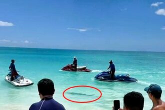 Beachgoers in Cancun scrambled from the sea as a shark prowled near the shore. Lifeguards quickly intervened, calming tourists by guiding the shark away with jet skis.