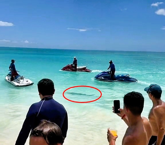 Beachgoers in Cancun scrambled from the sea as a shark prowled near the shore. Lifeguards quickly intervened, calming tourists by guiding the shark away with jet skis.