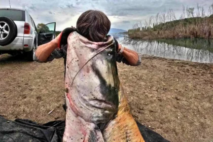 A 19-stone, 9-foot catfish, believed to be Bulgaria's largest rod catch, was hauled from Dyakovo Dam after a two-hour battle, though attempts to release it alive failed.