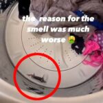 A mum’s viral video reveals the shocking reason her laundry smelled after three washes—a dead mouse in the machine, leaving social media users both horrified and amused.