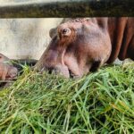 A newborn hippo calf at Thailand's Somdet Phra Srinagarindra Park Zoo needs a name, and visitors are invited to help choose. Catch a glimpse of the adorable five-day-old!