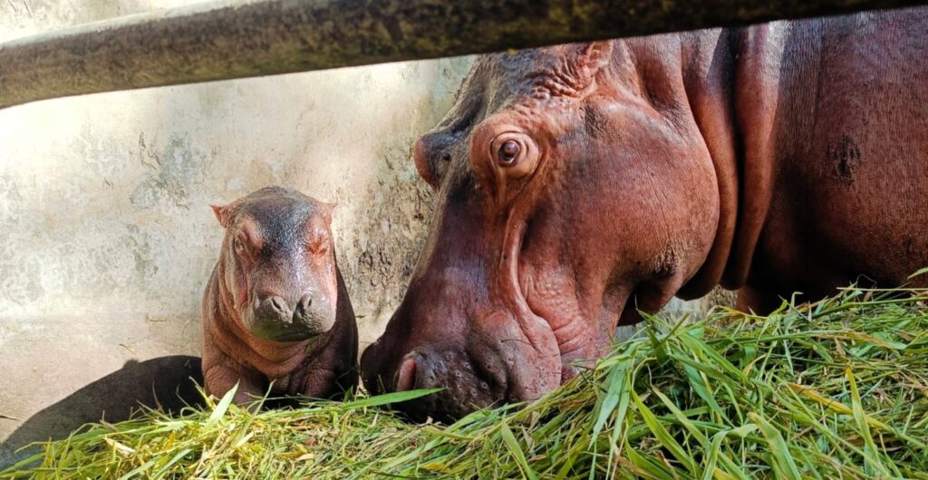 A newborn hippo calf at Thailand's Somdet Phra Srinagarindra Park Zoo needs a name, and visitors are invited to help choose. Catch a glimpse of the adorable five-day-old!