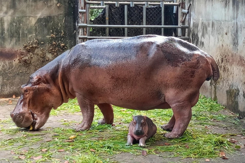 A newborn hippo calf at Thailand's Somdet Phra Srinagarindra Park Zoo needs a name, and visitors are invited to help choose. Catch a glimpse of the adorable five-day-old!