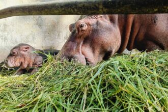 A newborn hippo calf at Thailand's Somdet Phra Srinagarindra Park Zoo needs a name, and visitors are invited to help choose. Catch a glimpse of the adorable five-day-old!