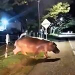 Drivers in Colombia were shocked to spot one of Pablo Escobar's "cocaine hippos" crossing a road near Doradal. The invasive species continues to roam freely, posing risks to locals.