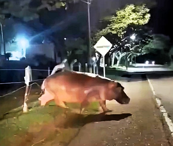 Drivers in Colombia were shocked to spot one of Pablo Escobar's "cocaine hippos" crossing a road near Doradal. The invasive species continues to roam freely, posing risks to locals.