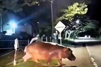 Drivers in Colombia were shocked to spot one of Pablo Escobar's "cocaine hippos" crossing a road near Doradal. The invasive species continues to roam freely, posing risks to locals.