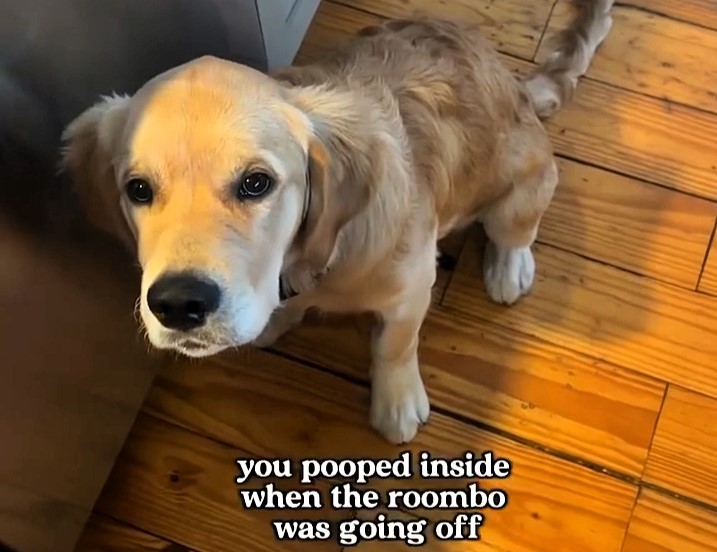 Dog dad goes viral after his robotic vacuum smears pup's poo across the floor, leaving a mess. The hilarious mishap has social media howling with over 1.8 million views.