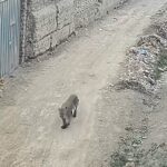 Juvenile puma sparks panic in Peruvian town after wandering onto a football pitch; authorities urge residents to stay clear as search efforts intensify.