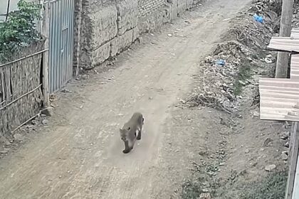 Juvenile puma sparks panic in Peruvian town after wandering onto a football pitch; authorities urge residents to stay clear as search efforts intensify.