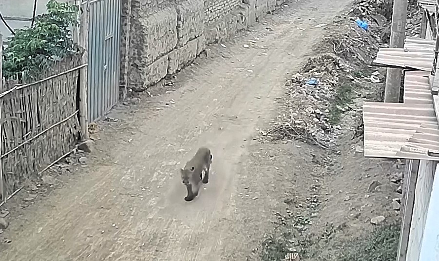 Juvenile puma sparks panic in Peruvian town after wandering onto a football pitch; authorities urge residents to stay clear as search efforts intensify.