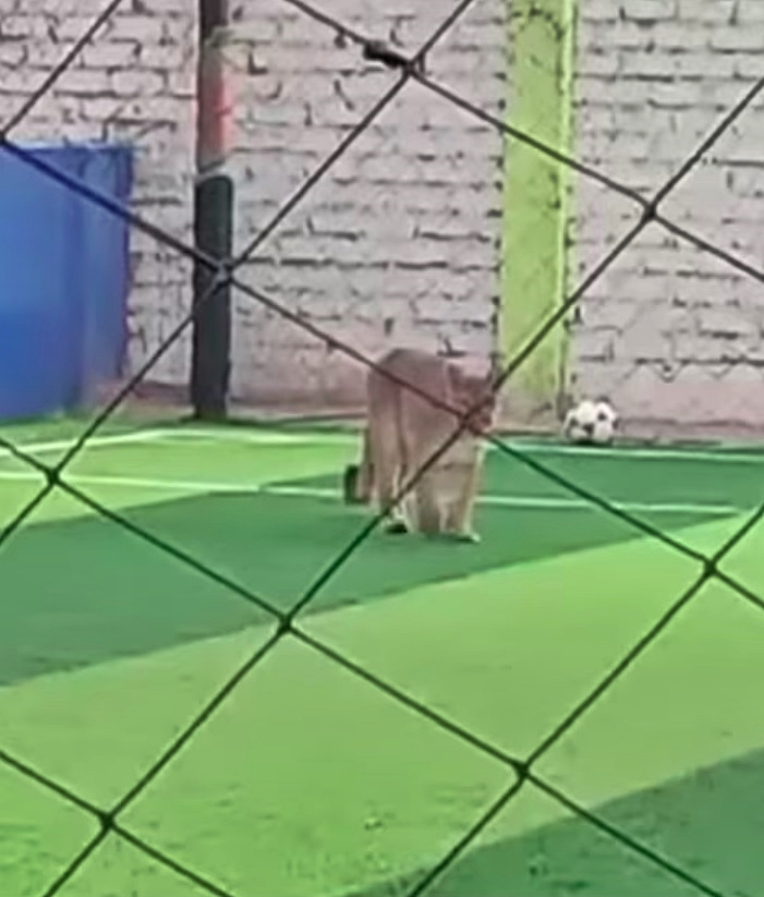 Juvenile puma sparks panic in Peruvian town after wandering onto a football pitch; authorities urge residents to stay clear as search efforts intensify.