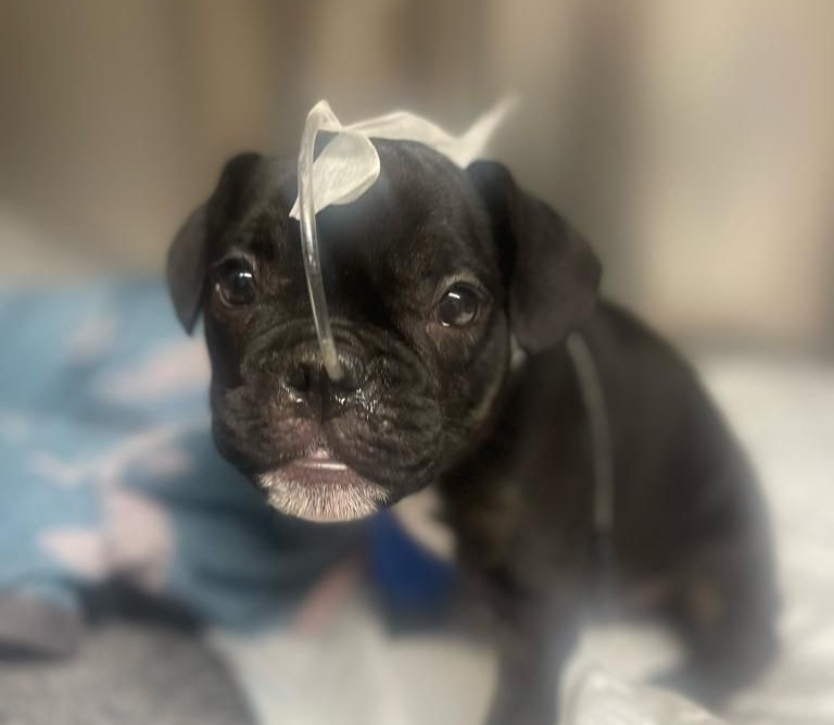 A one-year-old puppy named Zebra almost died after being stung three times in the mouth by a wasp. Quick vet action saved him, and owners are urged to stay vigilant.